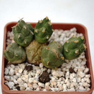 Cumulopuntia boliviana