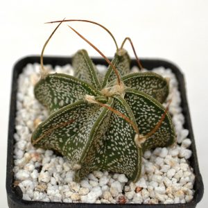 Astrophytum capricorne