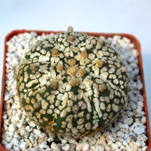 Astrophytum asterias cv. «super kabuto»