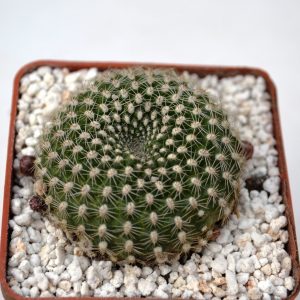 Rebutia krainziana