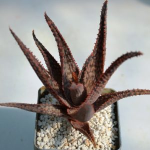 Aloe cv. Christmas Carol - hybr. x franco