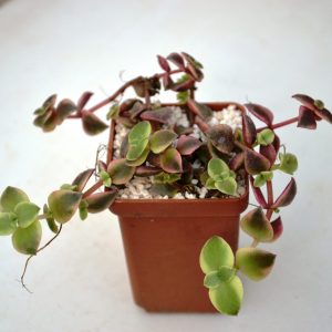 Crassula marginalis f. variegata