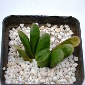 Haworthia cv. " Chevagri"