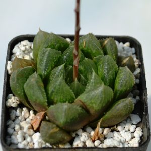 Haworthia cooperi v. pilifera