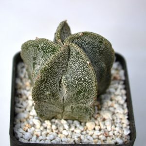 Astrophytum myriostigma fucuria