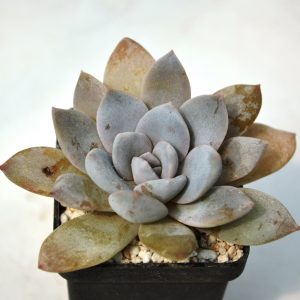 Echeveria lauii x cornicolor