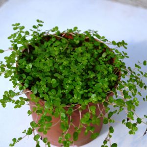 Soleirolia