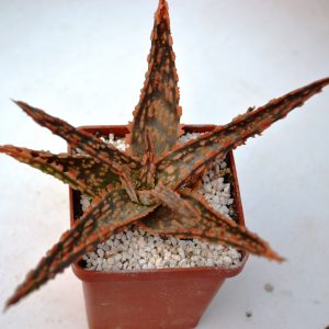 Aloe cv. " Vitro"