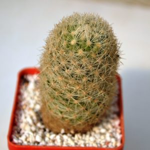 Escobaria dasyacantha