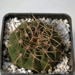 Gymnocalycium triacanthum P124