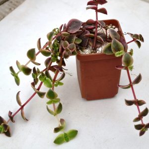 Crassula marginalis f.  variegata