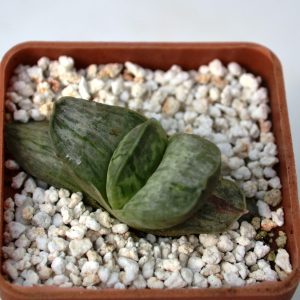 Gasteria disticha f. variegata