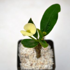 Euphorbia milii