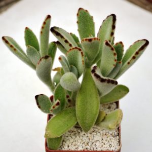 Kalanchoe tomentosa