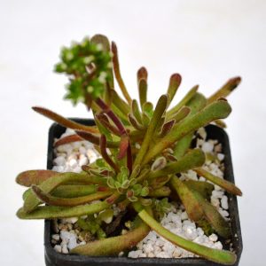 Crassula pubescens