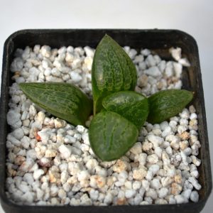 Haworthia comptoniana