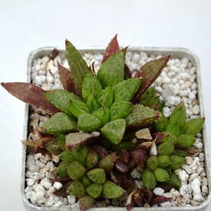 Haworthia turgida kok`s peak