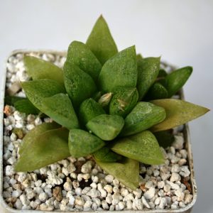 Haworthia turgida