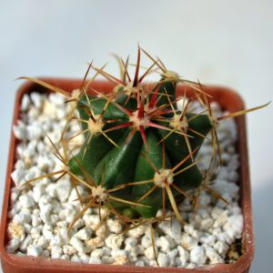 Ferocactus horridus