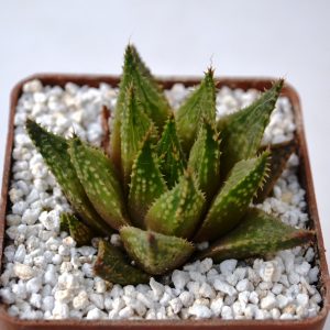 Haworthia guttata