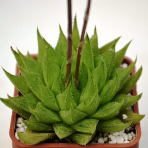Haworthia batesiana hybr.