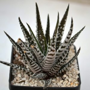 Haworthia fasciala «Alba»