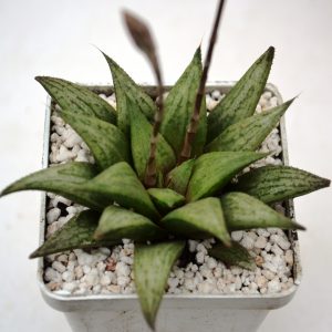 Haworthia cv. "Metallica"