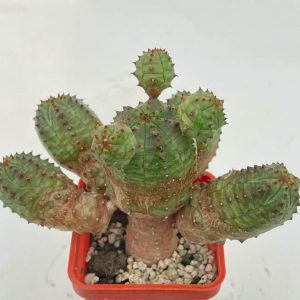 Euphorbia pseudoglobosa