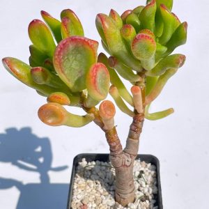 Crassula ovata cv. " Gollum"