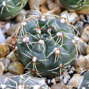 Gymnocalycium baldianum (VG-067)(8.3с.21)