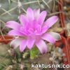 Gymnocalycium damsii v. rotundulum