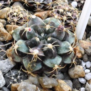Gymnocalycium joosensianum (4.3с.21)