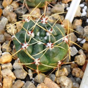Gymnocalycium monvillei (VG-1270)(12.3с.21)