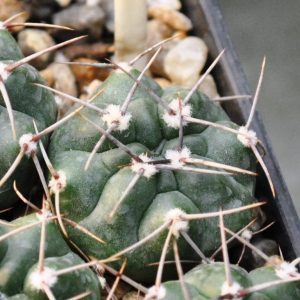 Gymnocalycium mostii (P-201)(13.3с.21)