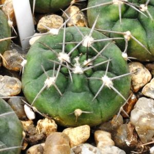 Gymnocalycium rhodanthenum (VG-215)(21.3д.13)