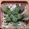 Haworthia splendens x ‘Kegazato’ x Haworthia ‘Yulia’