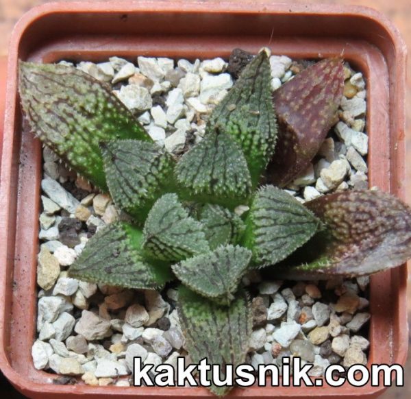 Haworthia splendens x ‘Kegazato’ x Haworthia ‘Yulia’