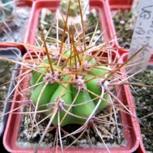 HELIANTHOCEREUS spec. VG-193, Termas Sta, Teresita, La Rioja