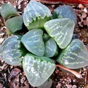 haworthia silviae x pigmeae  cristalina