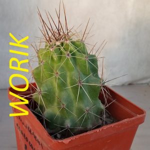 ECHINOCEREUS ENNEACANTHUS (MESA GARDEN 203)