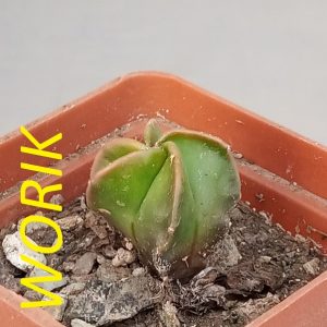 ASTROPHYTUM MYRIOSTIGMA NUDUM