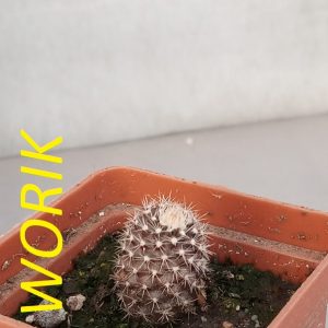 NEOPORTERIA CLAVATA