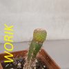 IMG_20210303_171954