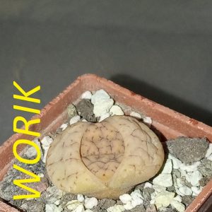 Lithops gracilidelineata C374