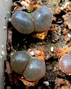 1804.7 conophytum  triebneri