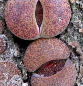lithops lesliei mariae