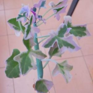 senecio articulatus variegated