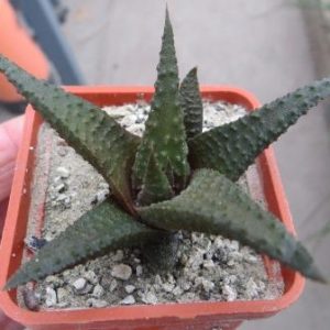 haworthia scabra tuberculata hybrid