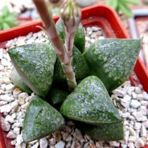 haworthia  splendid hybrid