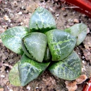 haworthia comptoniana Japan